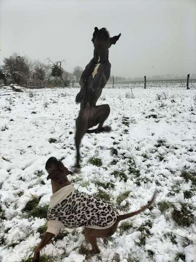 Dogorama Photo Challenge - Winterstimmung-Beitrag-Bild