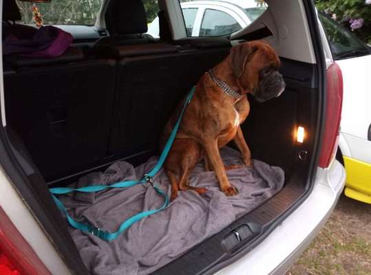 Die Dogorama Wochen Challenge-Beitrag-Bild