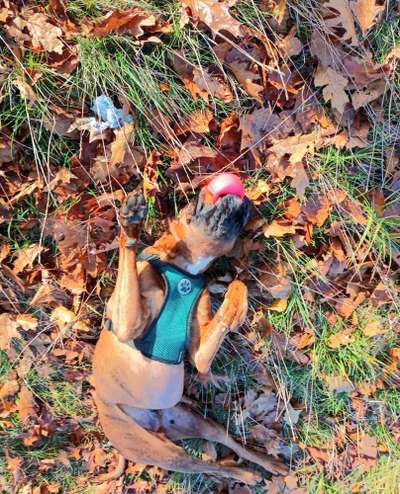 Dogorama Photo Challenge - Wälzen-Beitrag-Bild