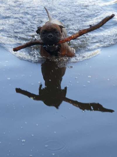 Die Dogorama Kalender Challenge 4/4-Beitrag-Bild