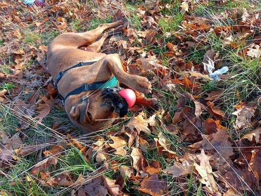 Herbst🍁-Beitrag-Bild