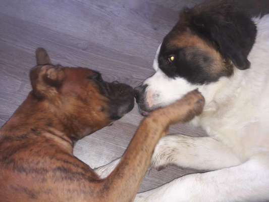 Fotochallenge liebespaare-Beitrag-Bild