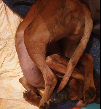 Zeigt eure verrücktesten Hundebilder-Beitrag-Bild