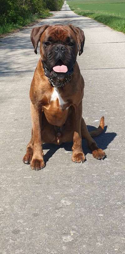 Deutsche Boxer-Beitrag-Bild