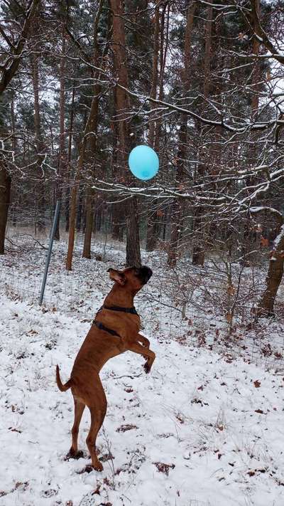 Dogorama Photo Challenge - Lieblingsspielzeug!-Beitrag-Bild