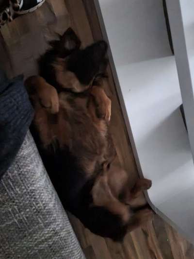 Die Dogorama Wochen Challenge-Beitrag-Bild