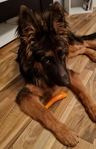 Welche Hunderasse-Beitrag-Bild