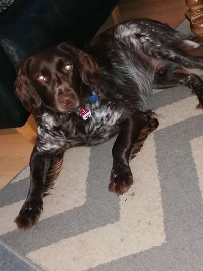 Kleiner Münsterländer!-Beitrag-Bild