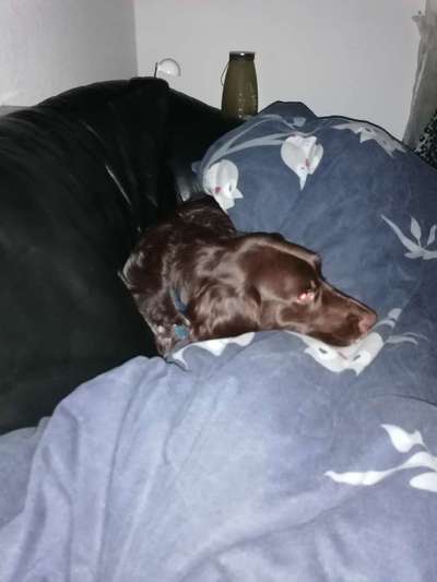 Kleiner Münsterländer!-Beitrag-Bild