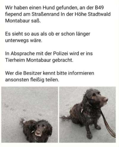 Kleiner Münsterländer!-Beitrag-Bild