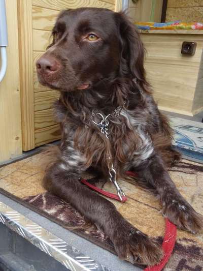 Kleiner Münsterländer!-Beitrag-Bild