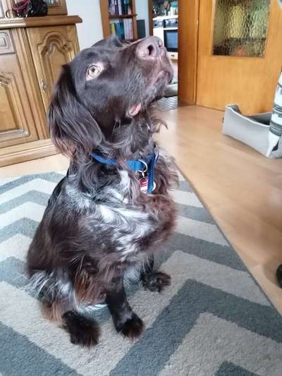 Kleiner Münsterländer!-Beitrag-Bild