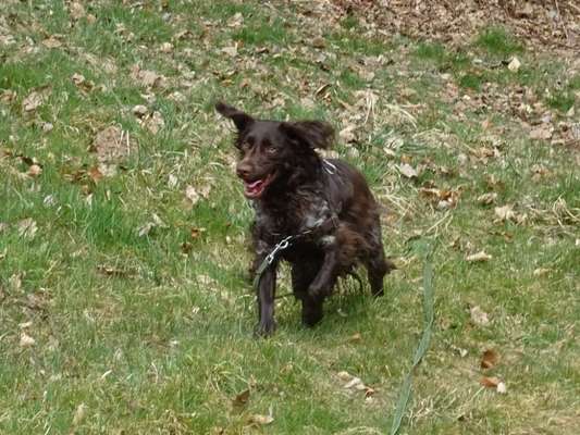 Kleiner Münsterländer!-Beitrag-Bild