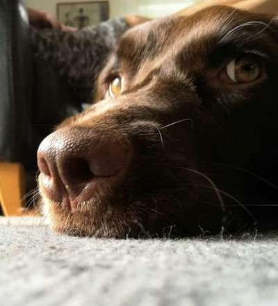 Kleiner Münsterländer!-Beitrag-Bild