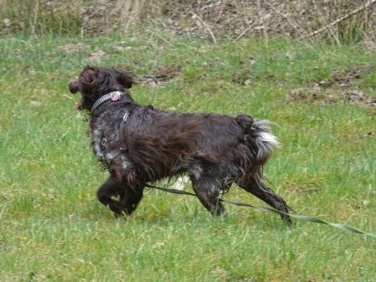Kleiner Münsterländer!-Beitrag-Bild