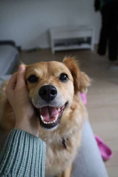 Hundetreffen-Wir suchen einen Hundekumpel für gemeinsame Spaziergänge und Spielspaß! 😃-Bild