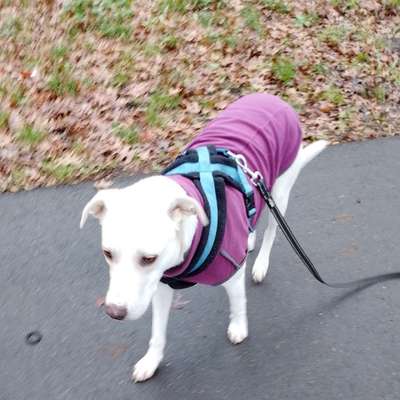 Hundetreffen-Lucy