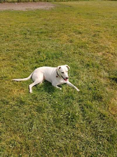 Hundetreffen-Lucy-Bild