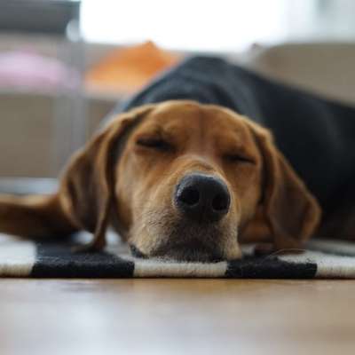 Hundetreffen-Social Walk Neckarwiese-Bild