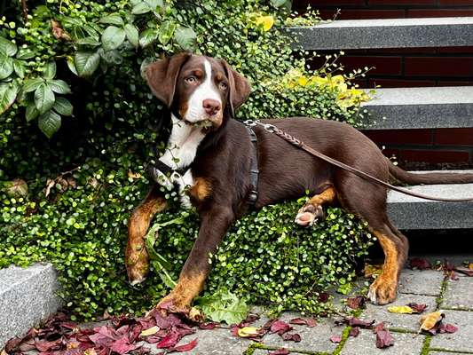 Dogorama Photo Challenge - Portrait-Beitrag-Bild