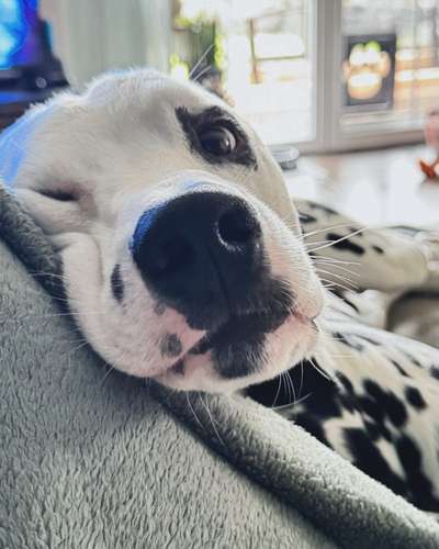 Hundetreffen-Spielgefährten gesucht-Bild