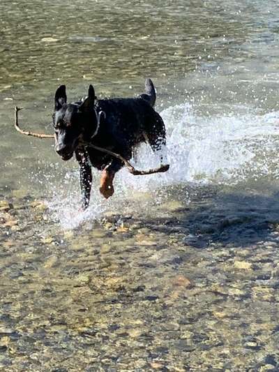 Fotosammlung: ,,Der natürliche Hund" Unbearbeitet, ungestellt und in Natura-Beitrag-Bild