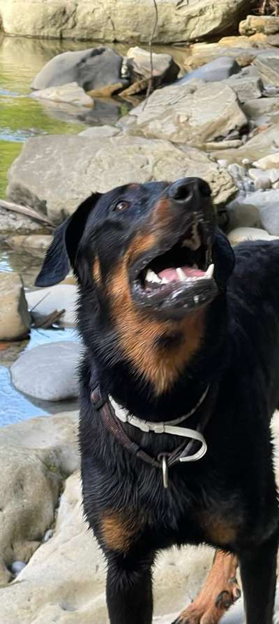 Fotosammlung: ,,Der natürliche Hund" Unbearbeitet, ungestellt und in Natura-Beitrag-Bild