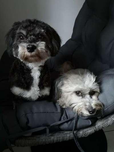 Wie viele Hunde ist für euch genug?-Beitrag-Bild