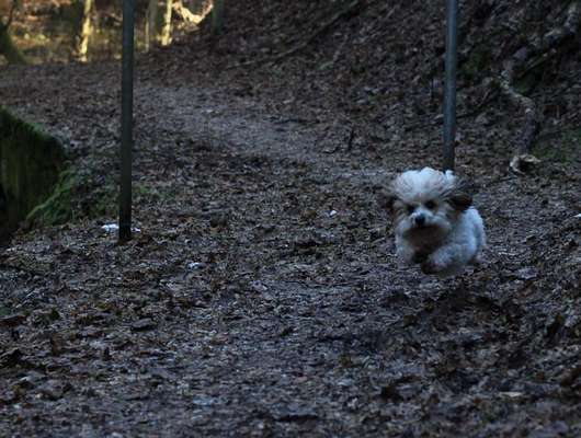 Hundetreffen-Gassifreunde gesucht 🐶🌳-Bild