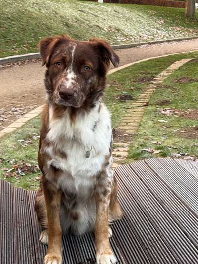 Hundetreffen-Gemeinsame Spaziergänge-Bild