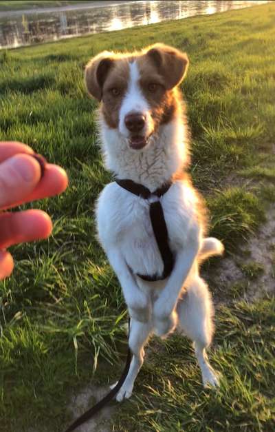 Dogorama Photo Challenge - Tricks, Tricks & Tricks!-Beitrag-Bild