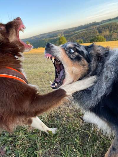 Dogorama Photo Challenge - Mäulchen auf-Beitrag-Bild