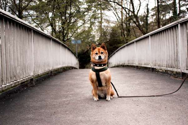 Shiba Inu und andere japanische Rassen!-Beitrag-Bild