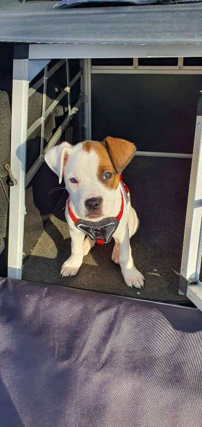 Mischlingshunde Foto Aufruf-Beitrag-Bild