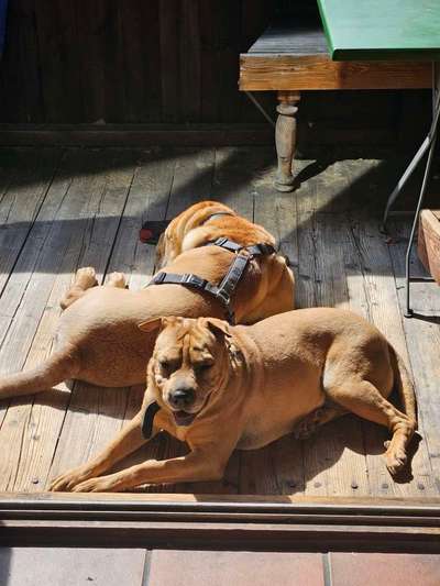 Unsere Fellnasen-Vielfalt im Überblick!-Beitrag-Bild