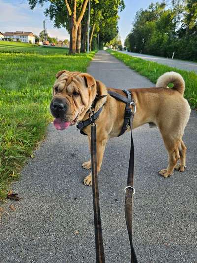 Unsere Fellnasen-Vielfalt im Überblick!-Beitrag-Bild