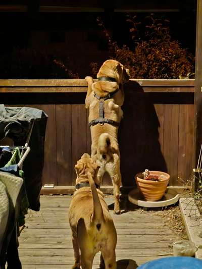 TierschutzhundeStammtisch🐕-Beitrag-Bild