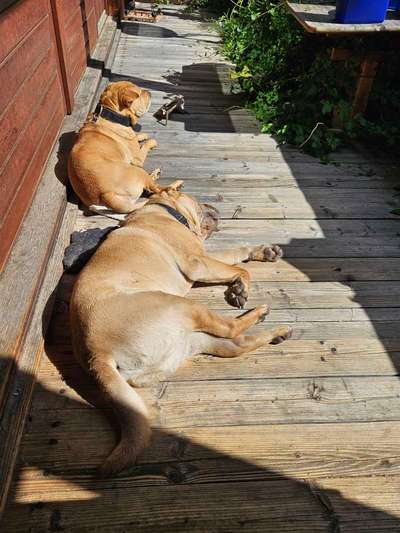 TierschutzhundeStammtisch🐕-Beitrag-Bild