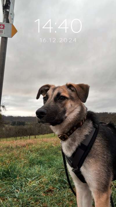 Hundetreffen-Spazieren gehen mit Sky-Bild