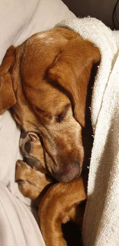 Fotosammlung: ,,Der natürliche Hund" Unbearbeitet, ungestellt und in Natura-Beitrag-Bild