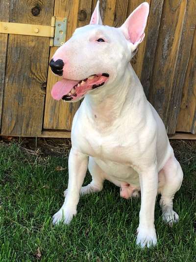 Die Dogorama Kalender Challenge Teil 1/4-Beitrag-Bild