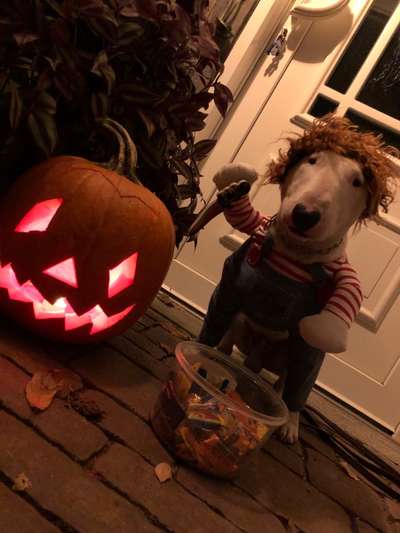 Hier ist der Spaßthread. Zum Schmunzeln und Kaputtlachen-Beitrag-Bild