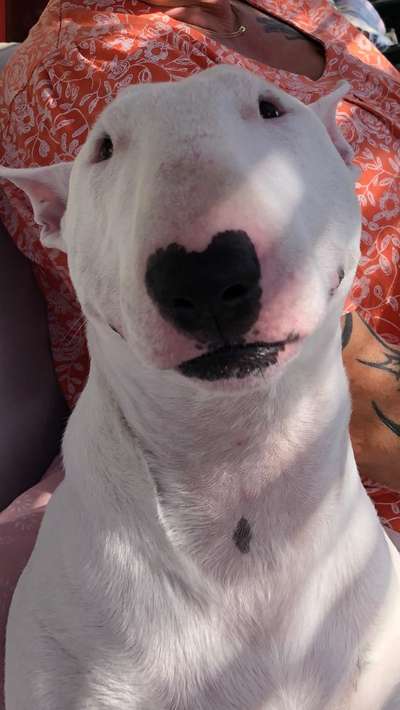 Miniatur Bull Terrier-Beitrag-Bild