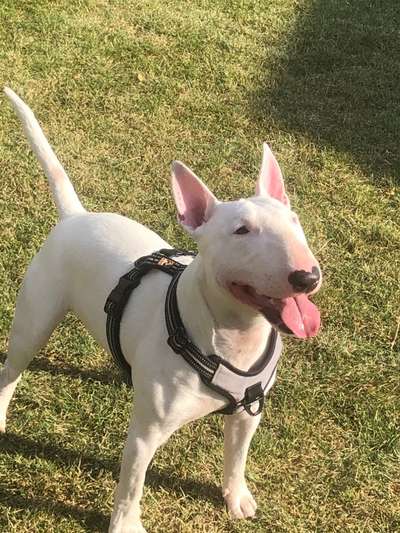 Miniatur Bull Terrier-Beitrag-Bild