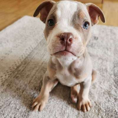 Hundetreffen-Welpentreffen in Rastatt (keine großen Welpen)-Bild