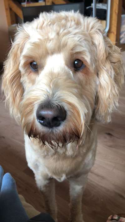 Hundetreffen-Spaziergang in Lägerdorf-Bild