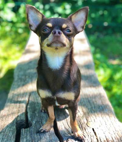Wo sind die Chihuahua Besitzer ?-Beitrag-Bild