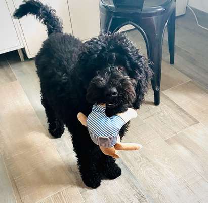 Alles rund um den Pudel-Beitrag-Bild