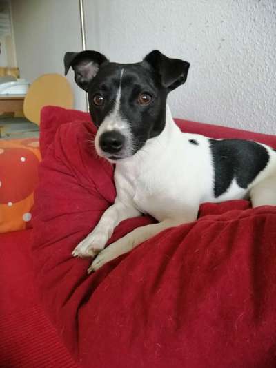 Eisenspeicherkrankheit-Beitrag-Bild