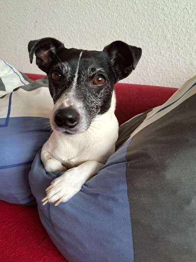 Jack Russel Terrier-Beitrag-Bild